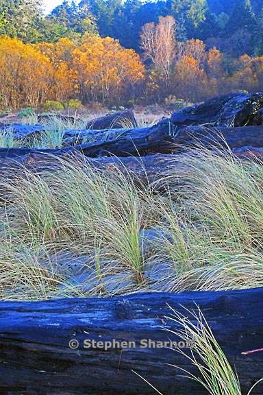 beach and trees 3748 1 graphic